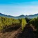 Rows of grapevines in a vineyard with a mountain range in background